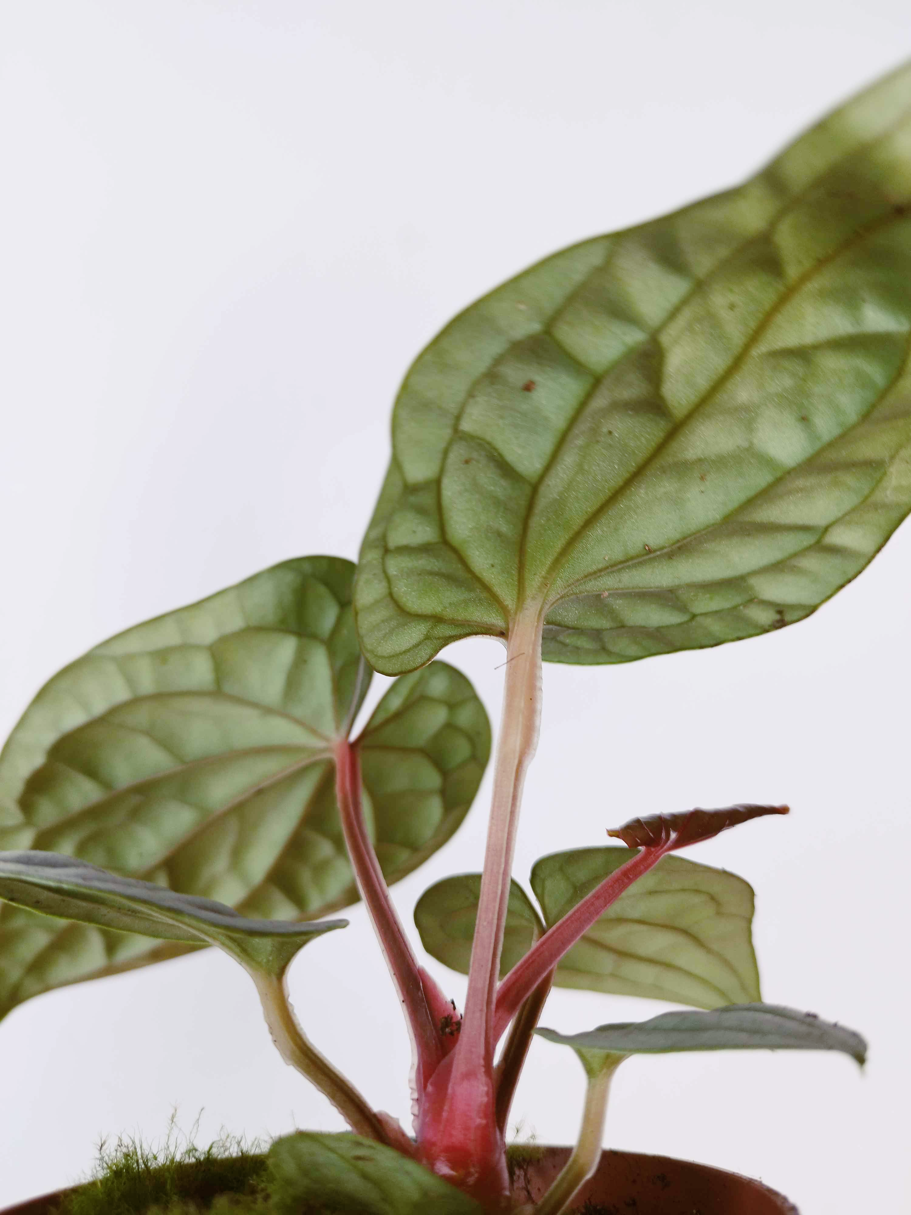Anthurium luxurians