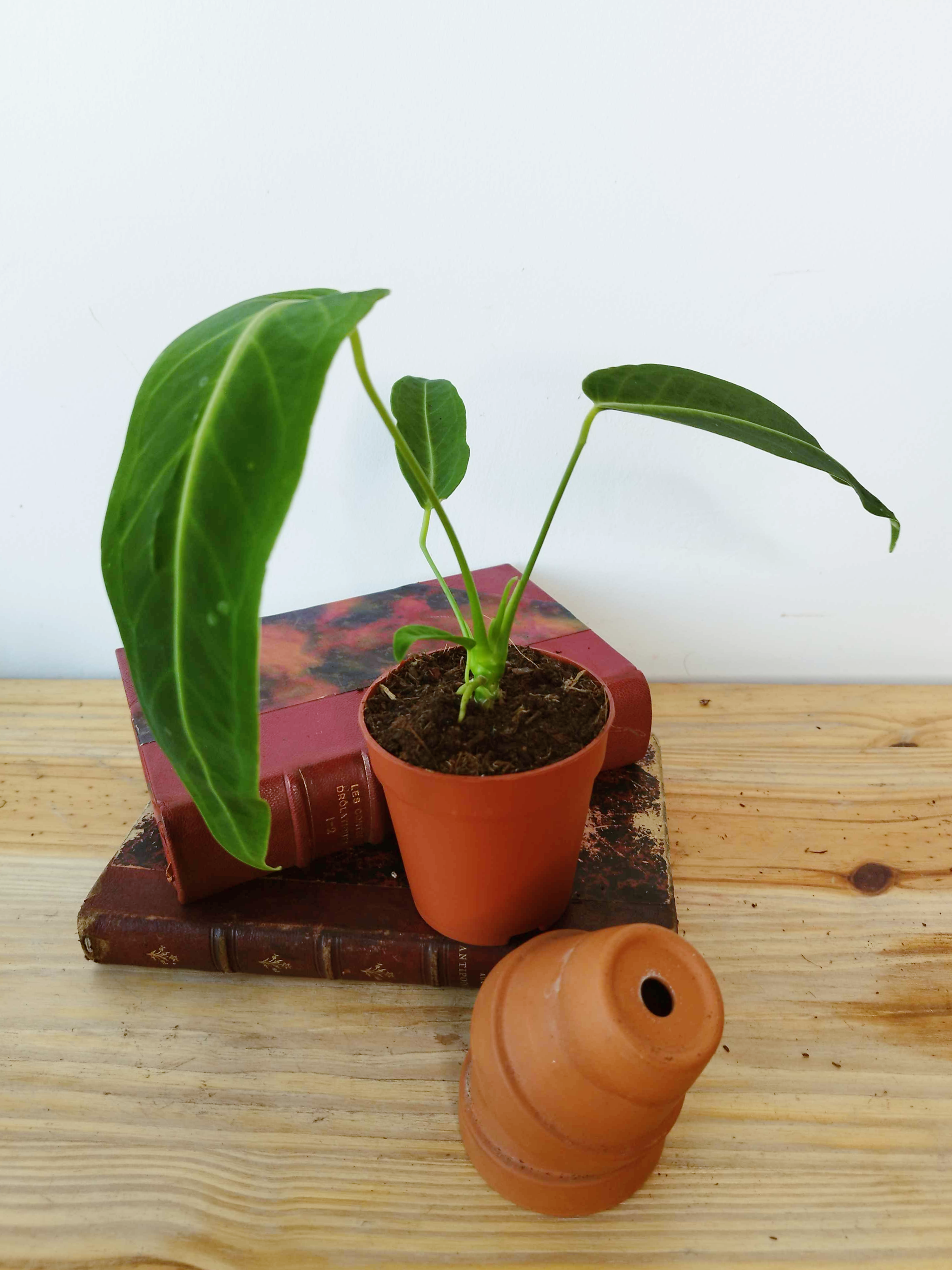 Anthurium warocqueanum