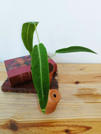 Anthurium warocqueanum