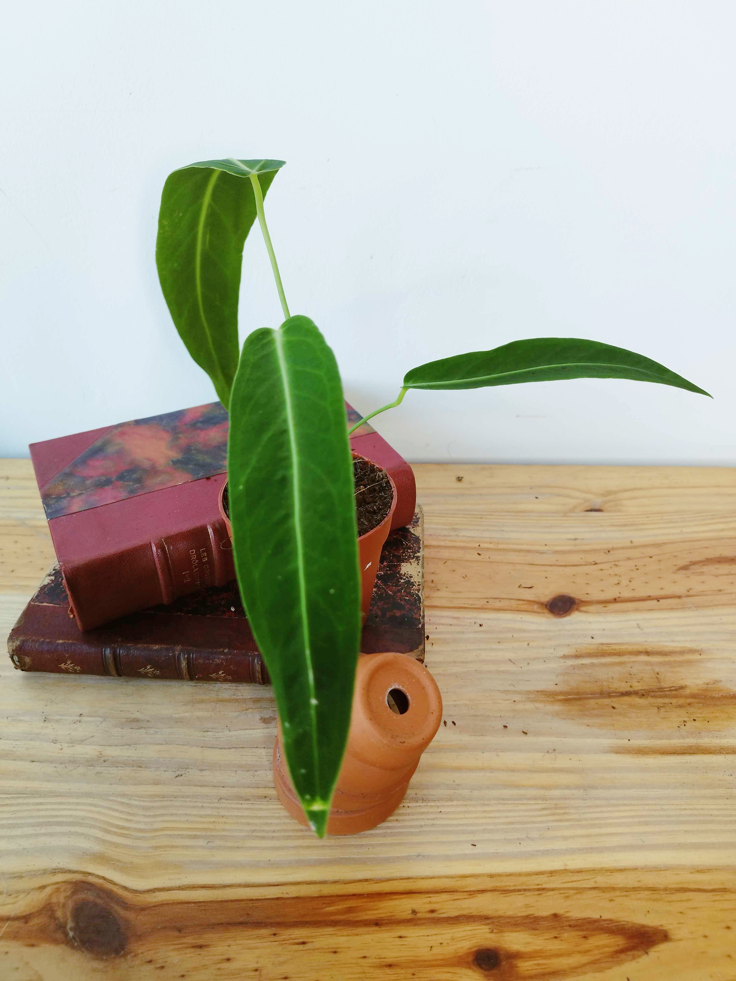 Anthurium warocqueanum