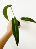 Anthurium warocqueanum
