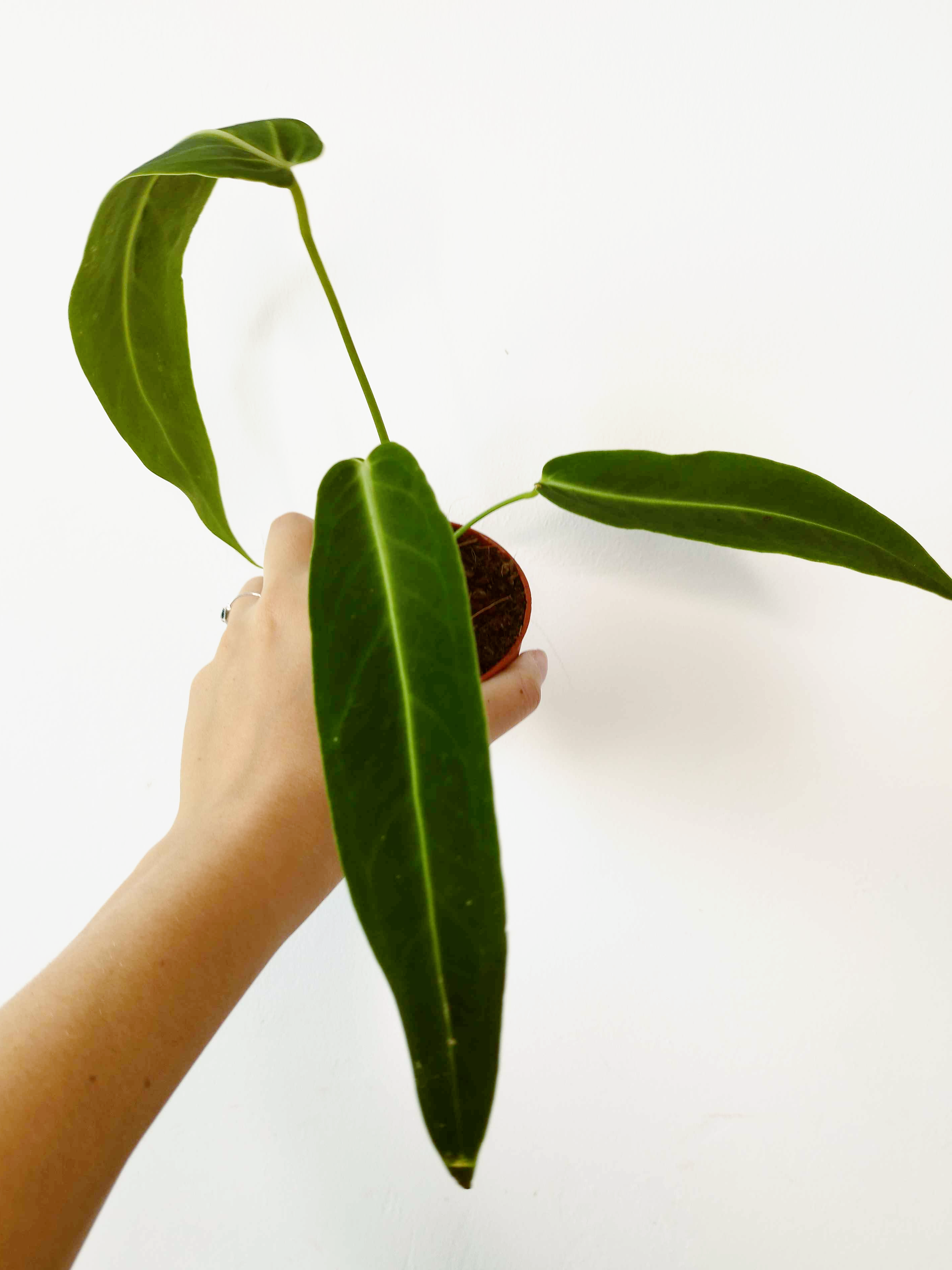 Anthurium warocqueanum