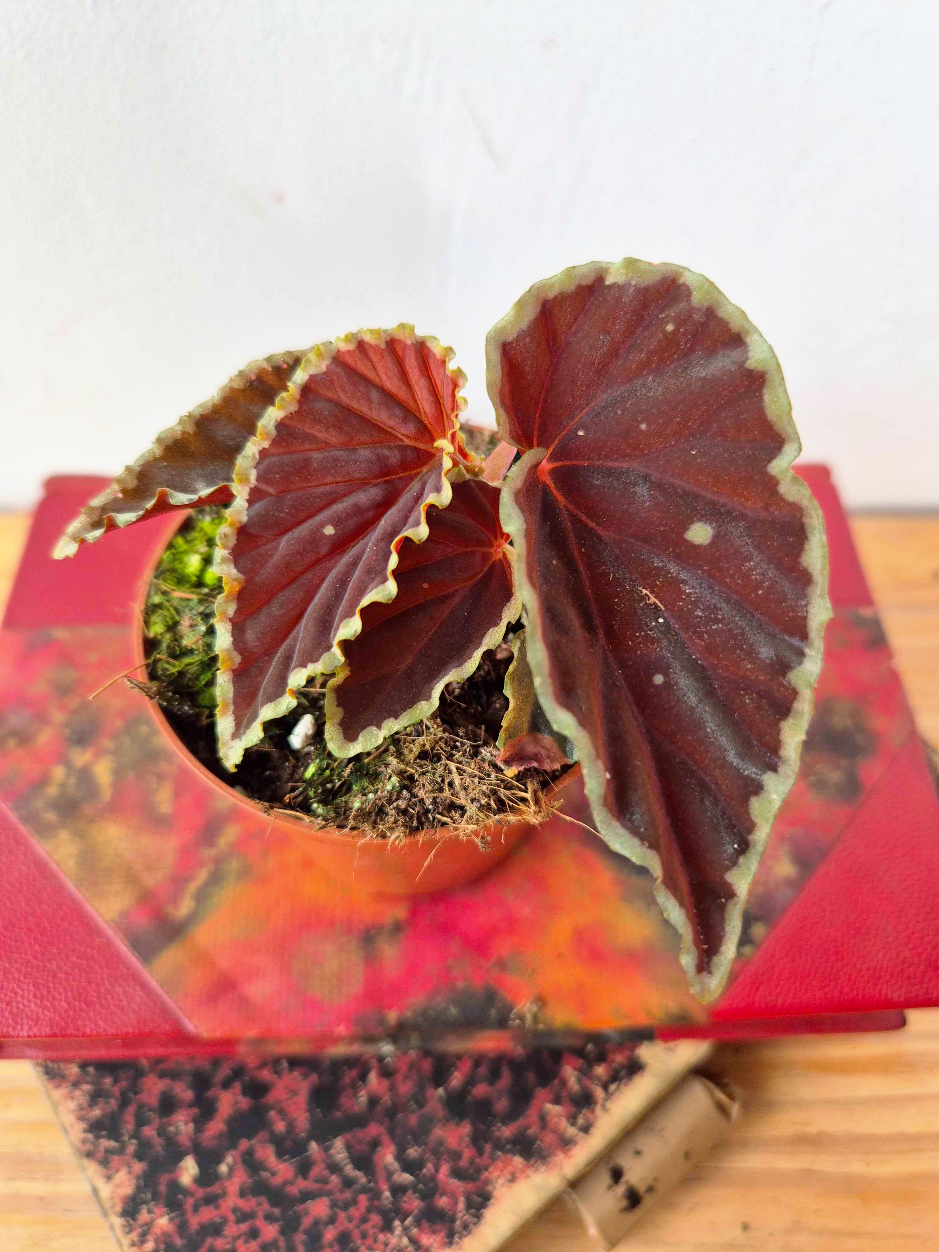 Begonia darthvaderiana 'Green Spot'