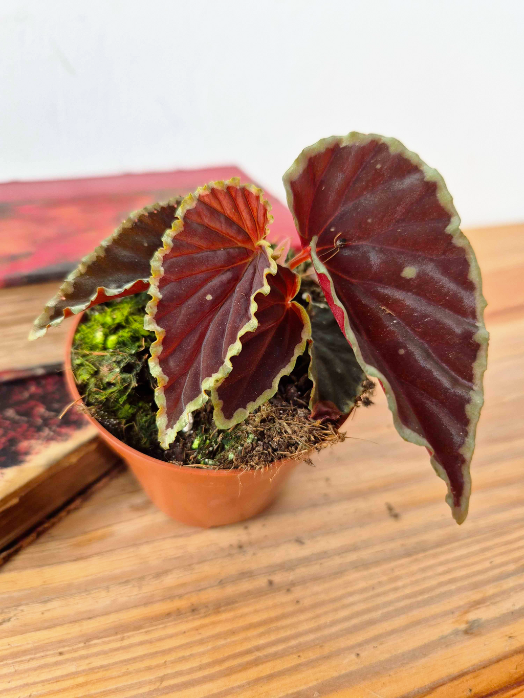 Begonia darthvaderiana 'Green Spot'