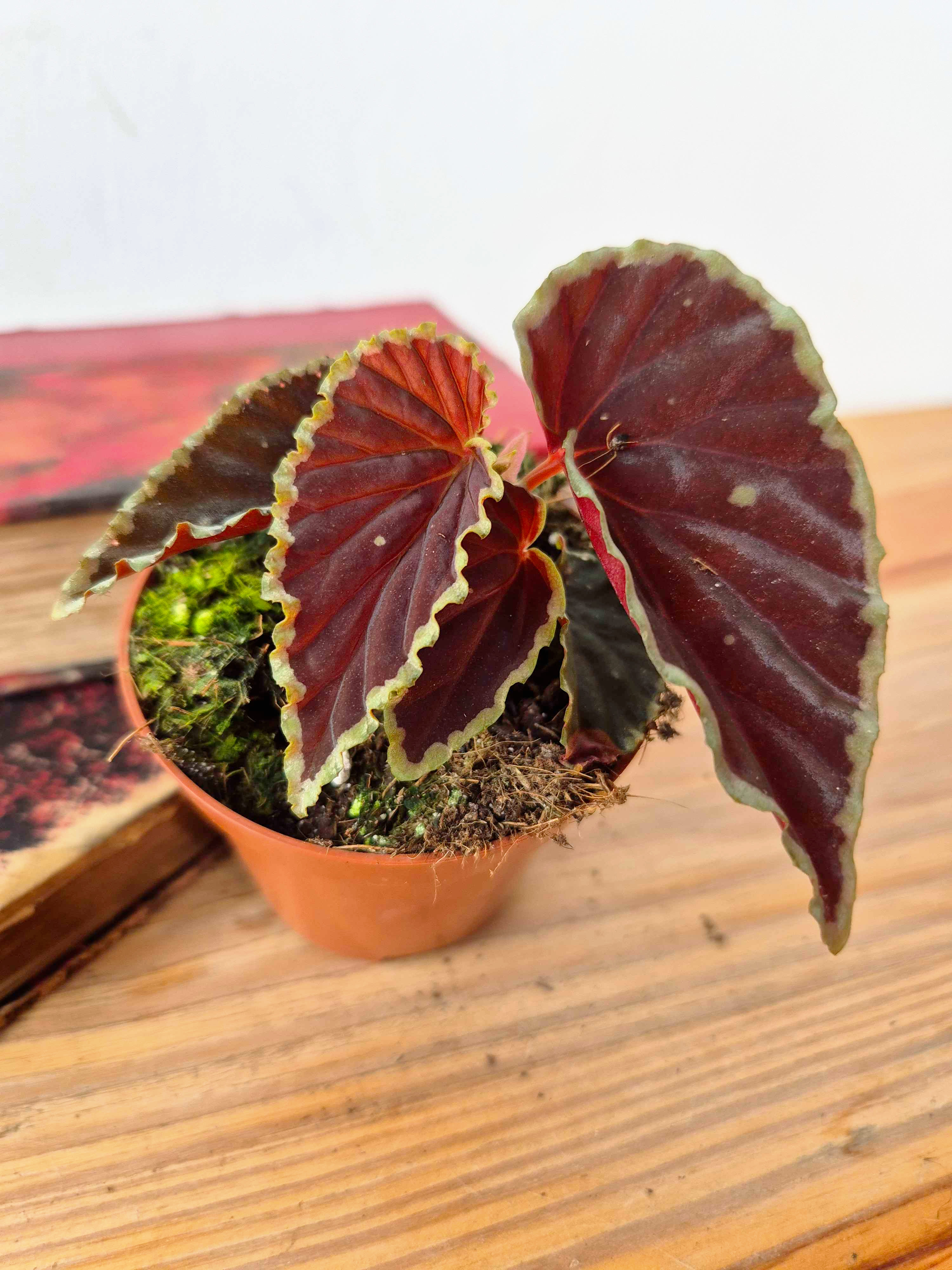 Begonia darthvaderiana 'Green Spot'