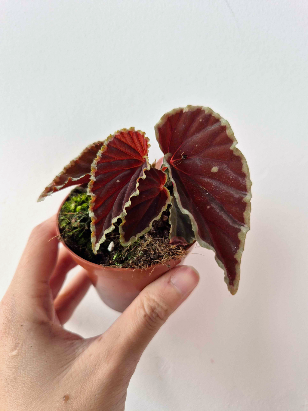 Begonia darthvaderiana 'Green Spot'