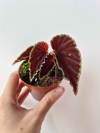 Begonia darthvaderiana 'Green Spot'