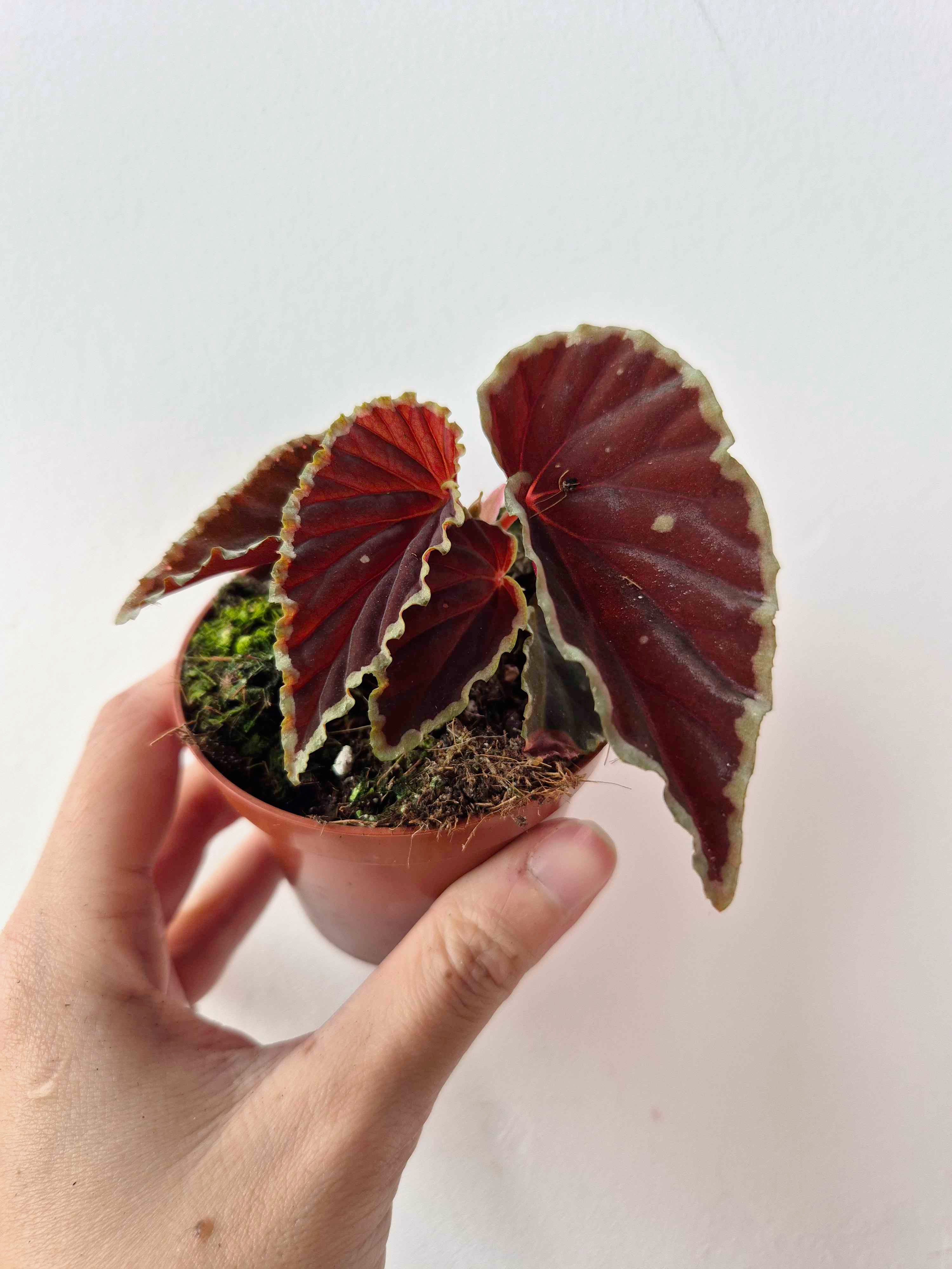 Begonia darthvaderiana 'Green Spot'
