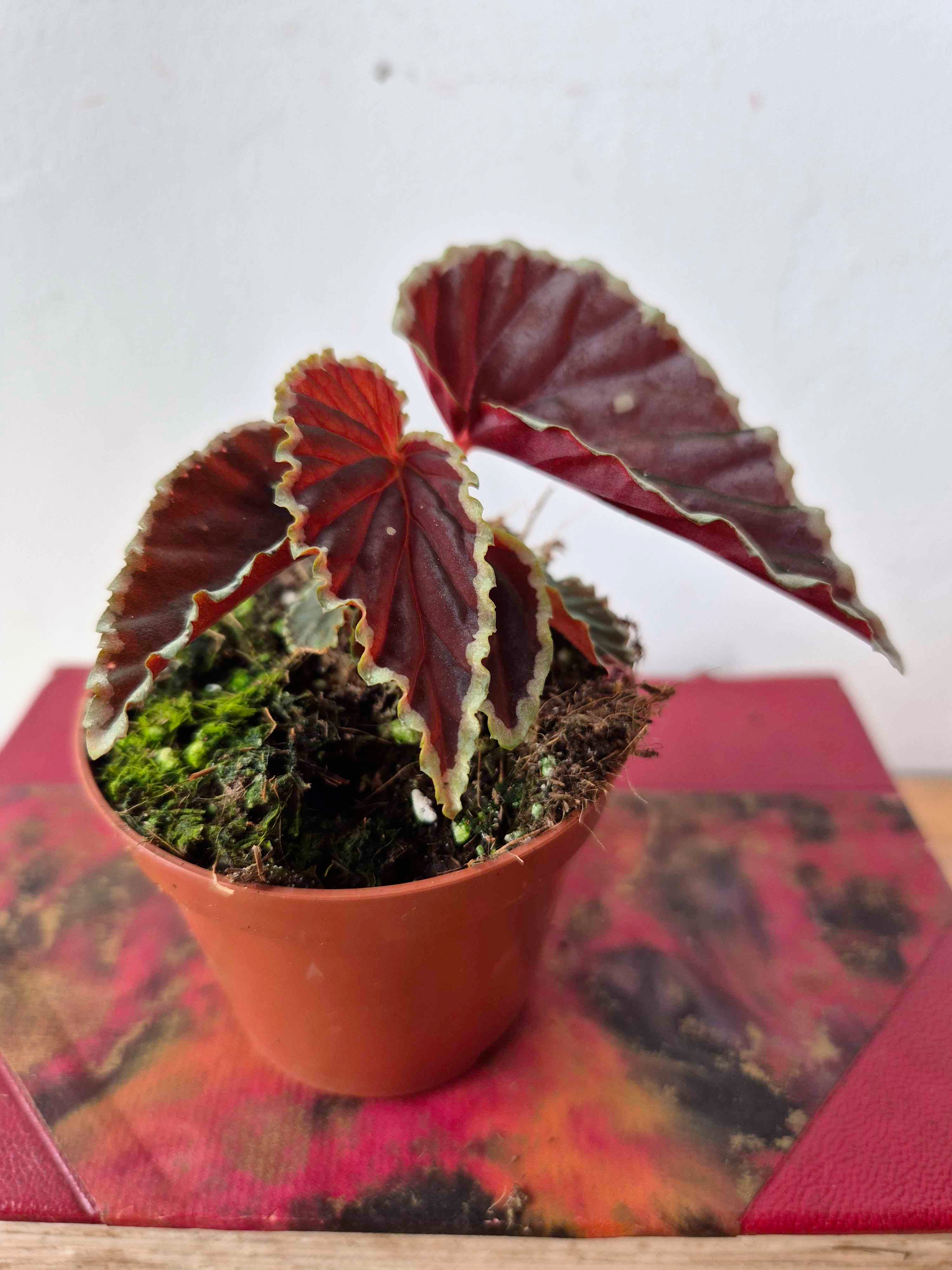 Begonia darthvaderiana 'Green Spot'