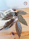 Begonia hovaria 'Pink Linda'