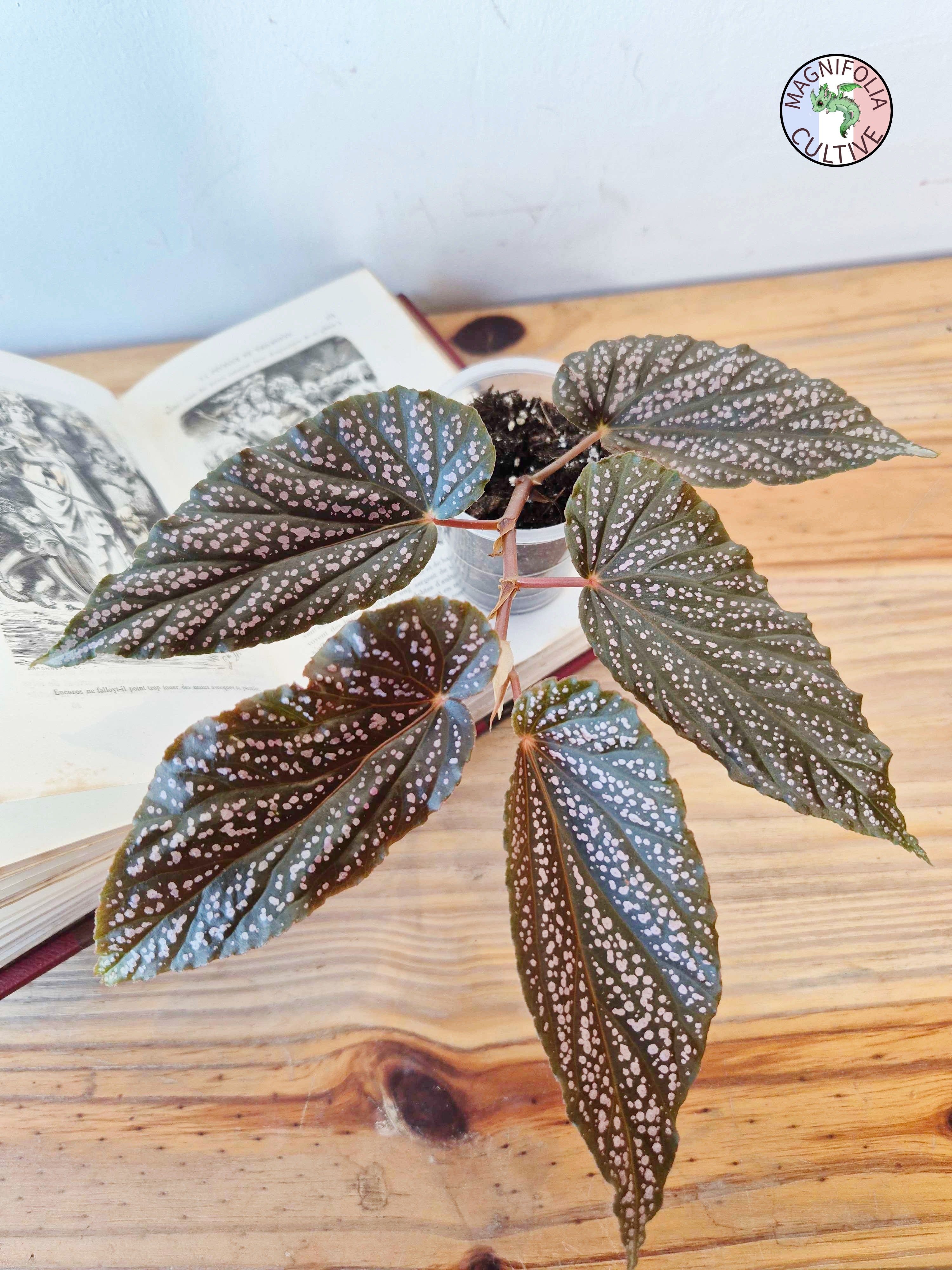 Begonia hovaria 'Pink Linda'