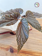 Begonia hovaria 'Pink Linda'