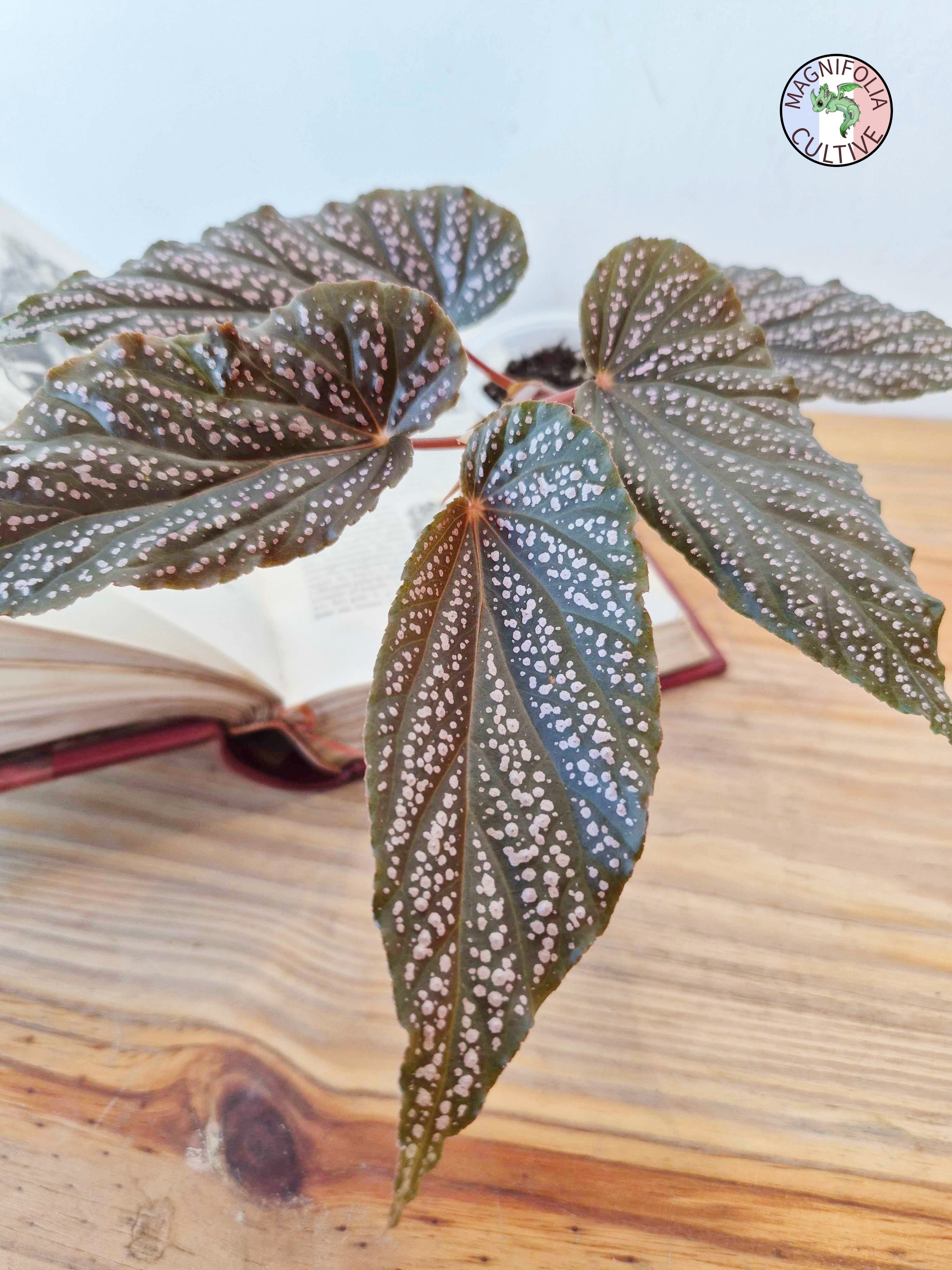 Begonia hovaria 'Pink Linda'