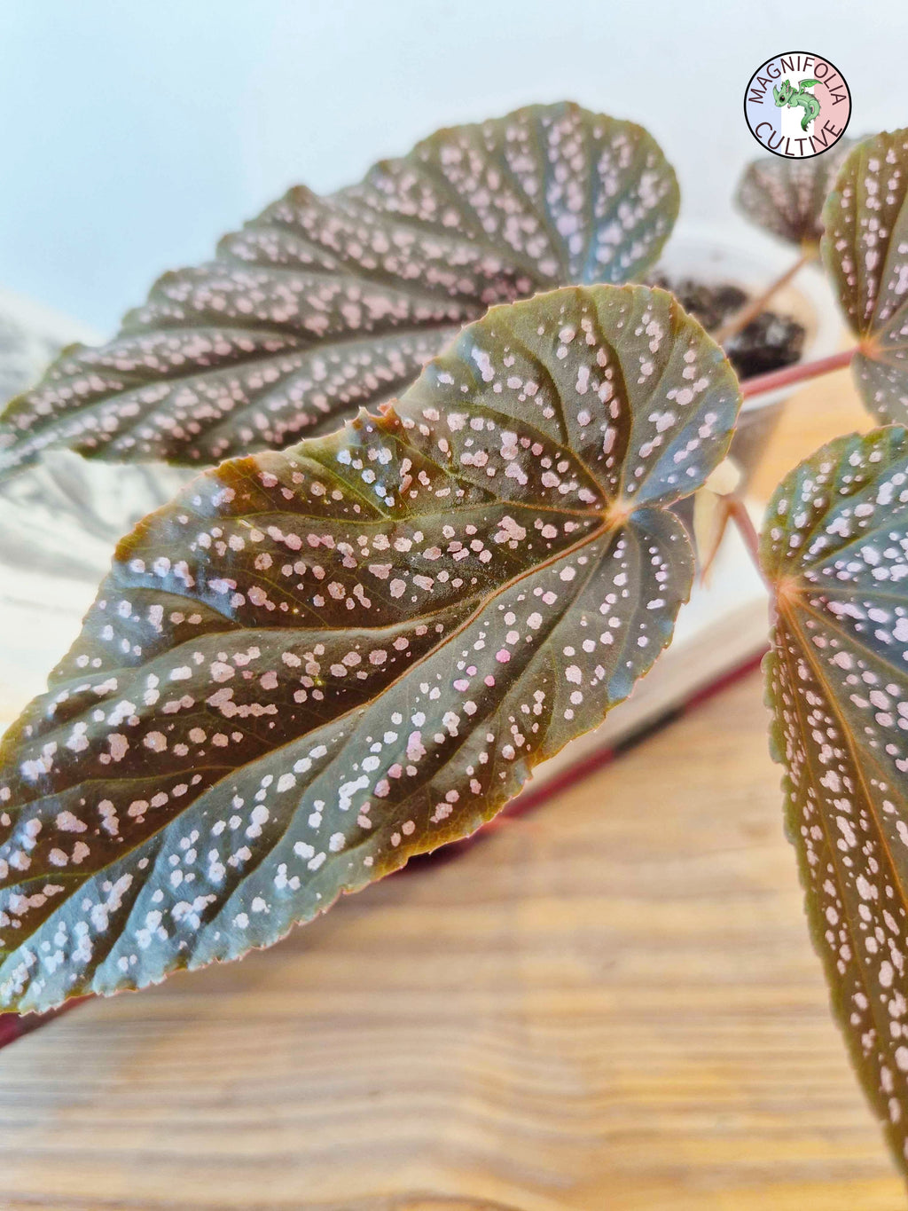 Begonia hovaria 'Pink Linda'