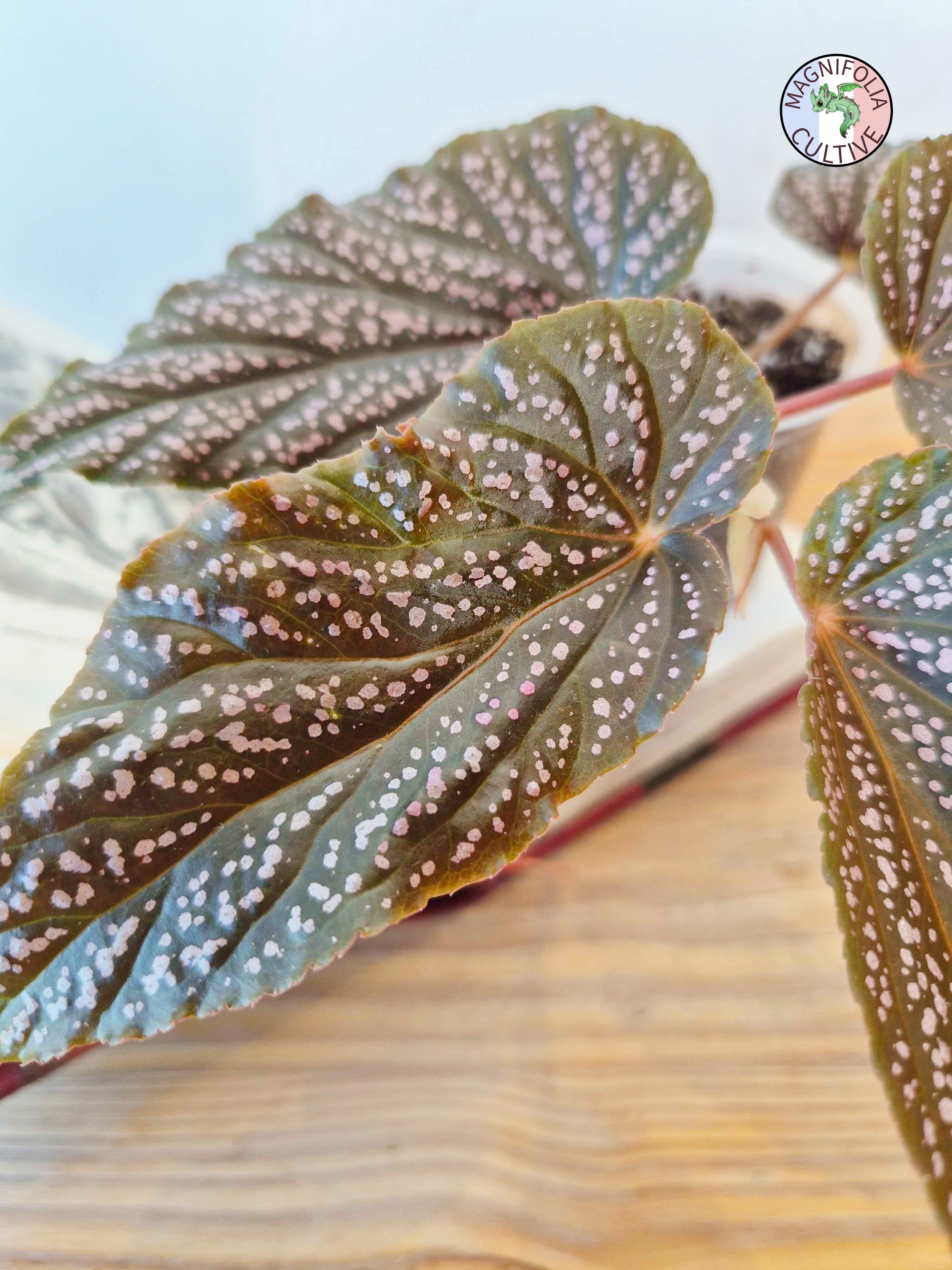 Begonia hovaria 'Pink Linda'