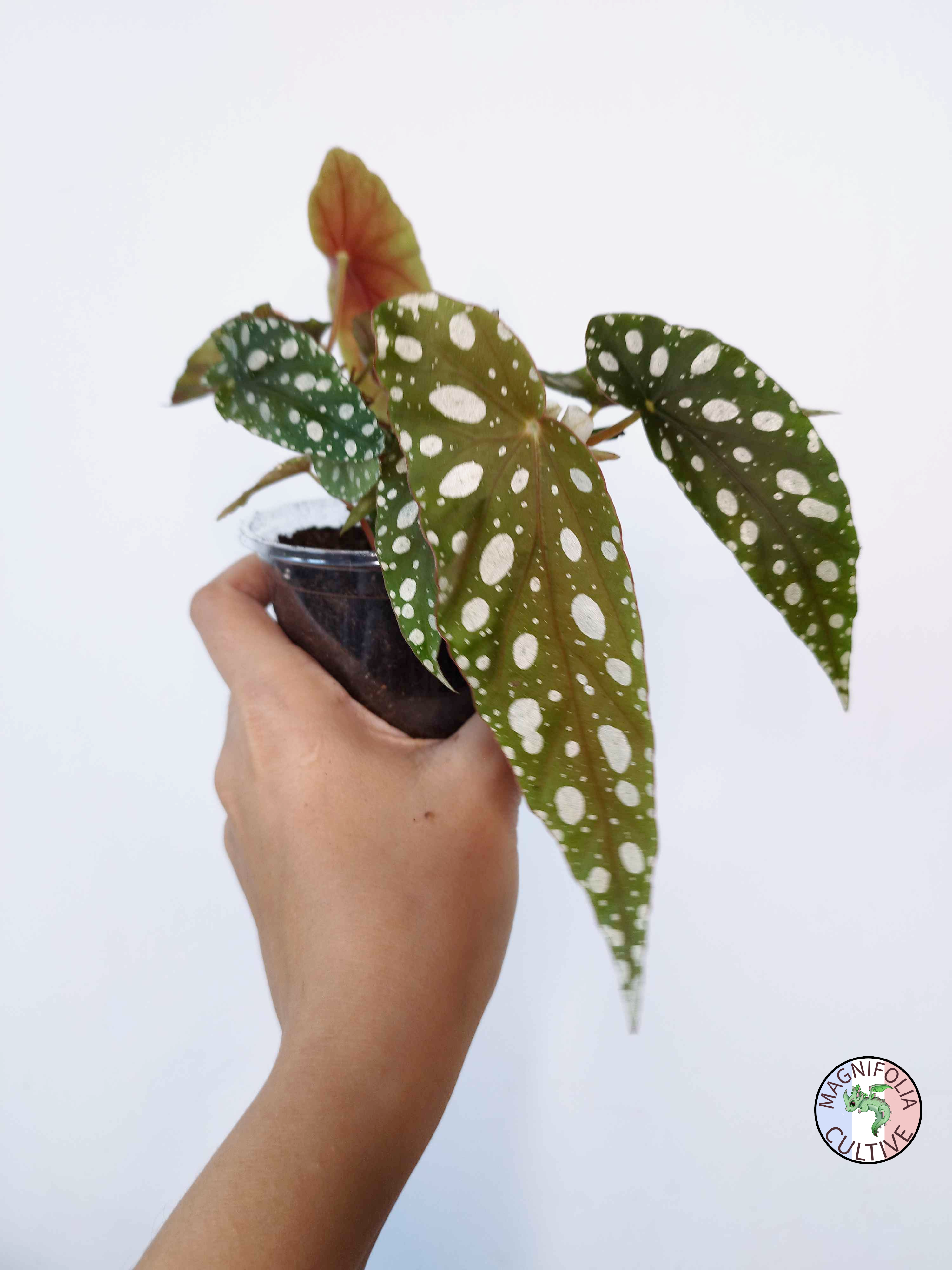 Begonia maculata -GRANDE TAILLE-