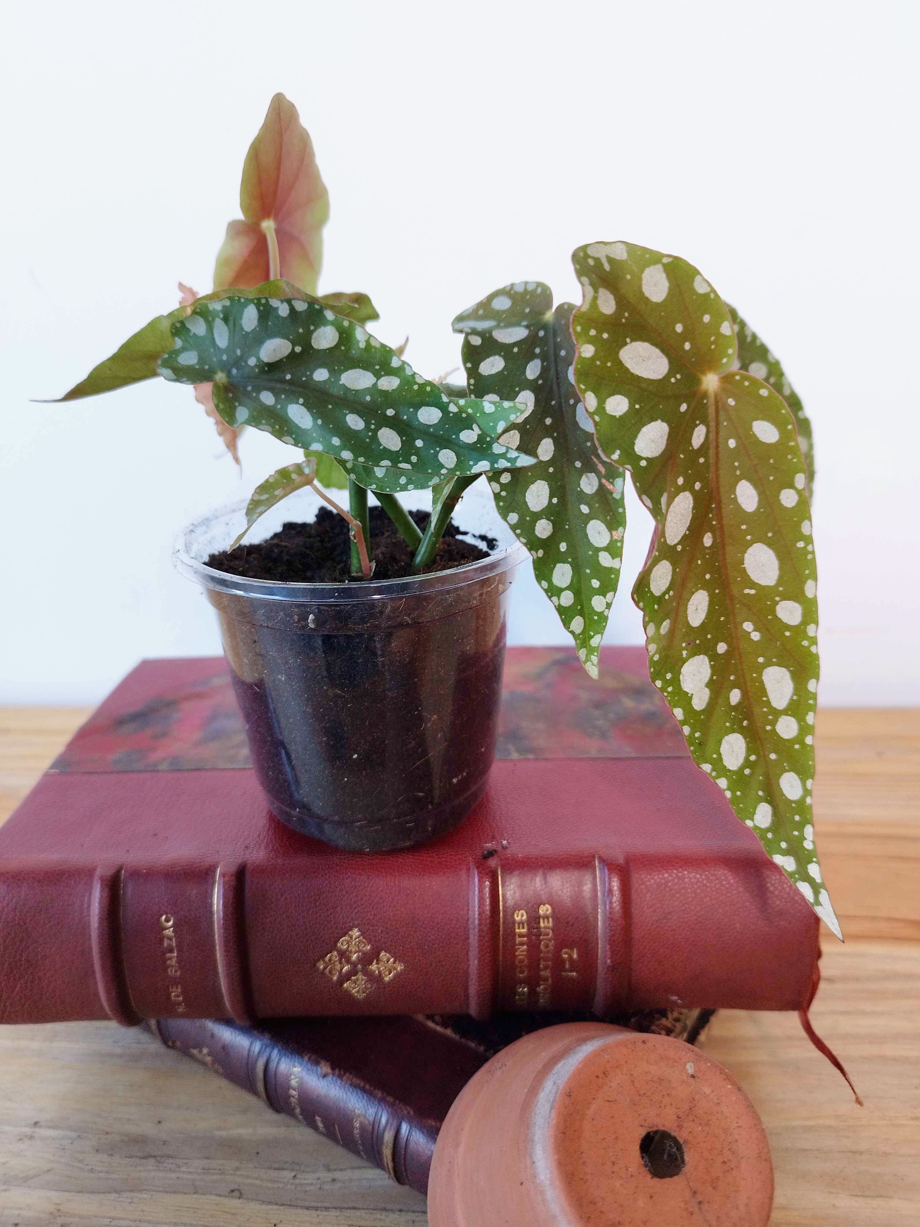 Begonia maculata -GRANDE TAILLE-