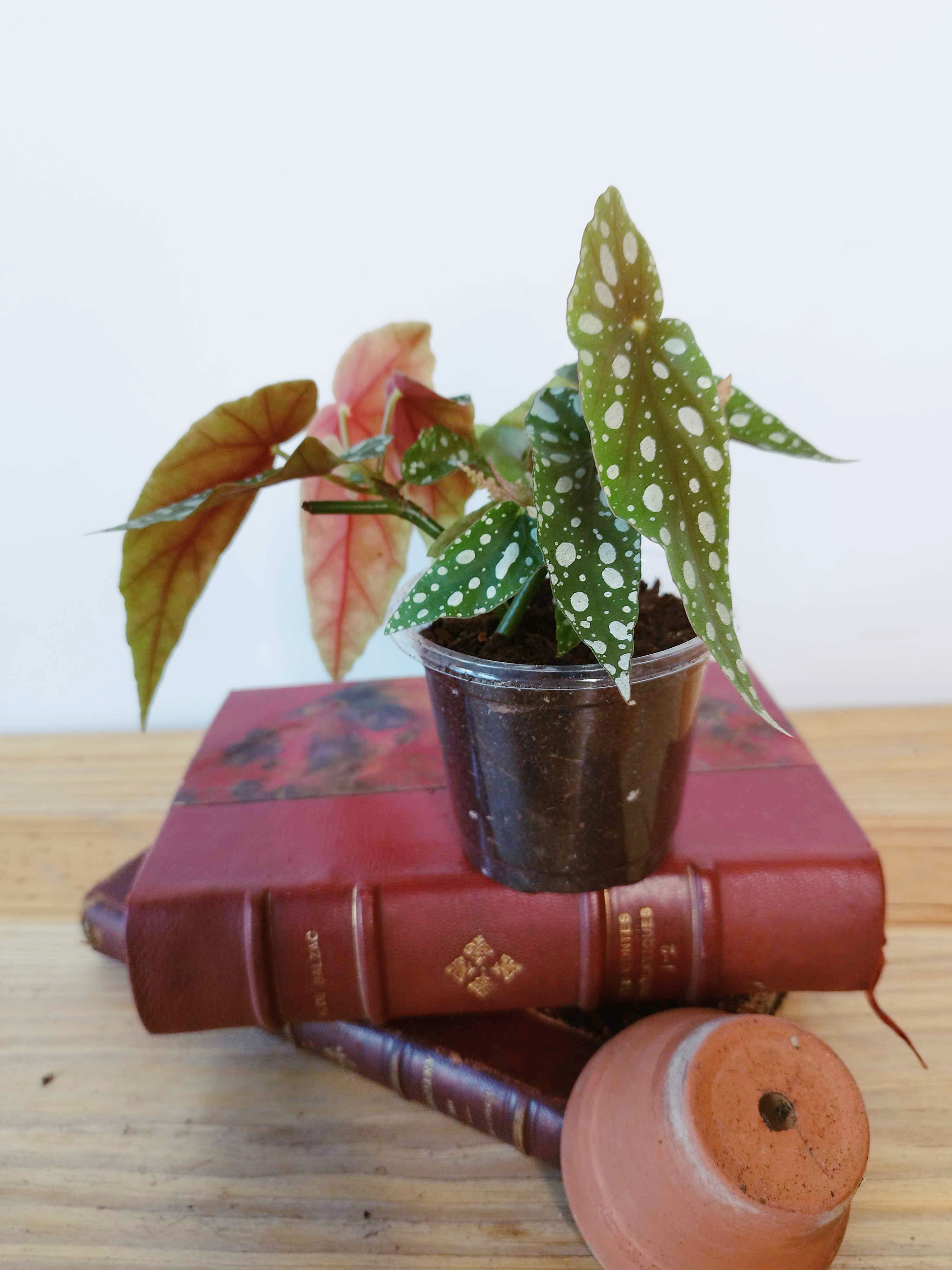 Begonia maculata -GRANDE TAILLE-