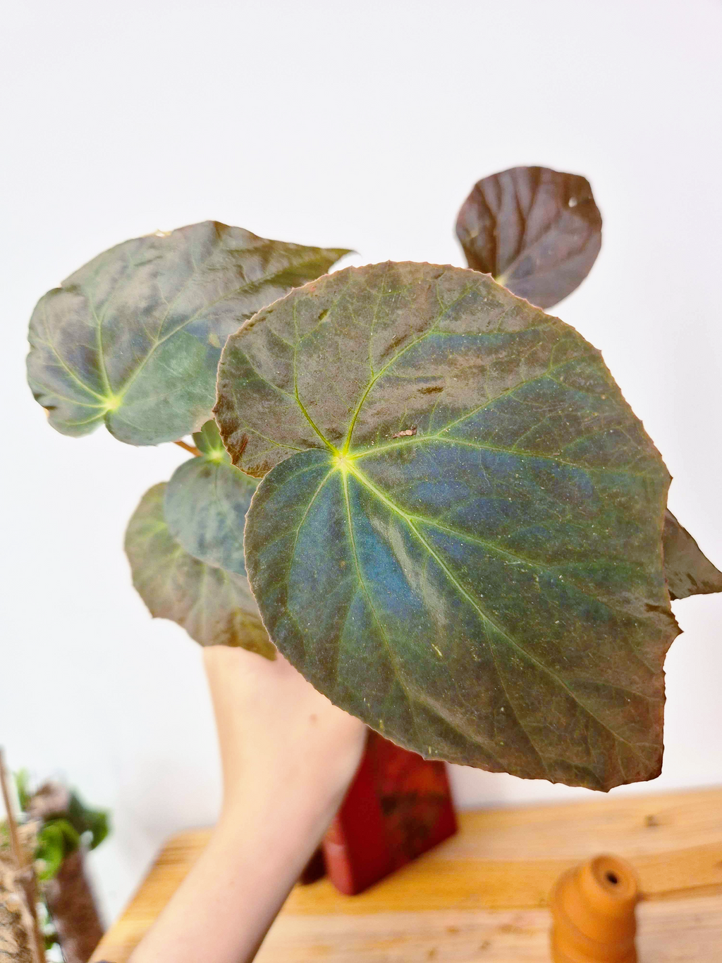 Begonia pavonina