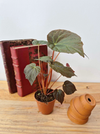 Begonia pavonina