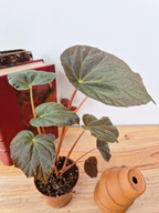 Begonia pavonina