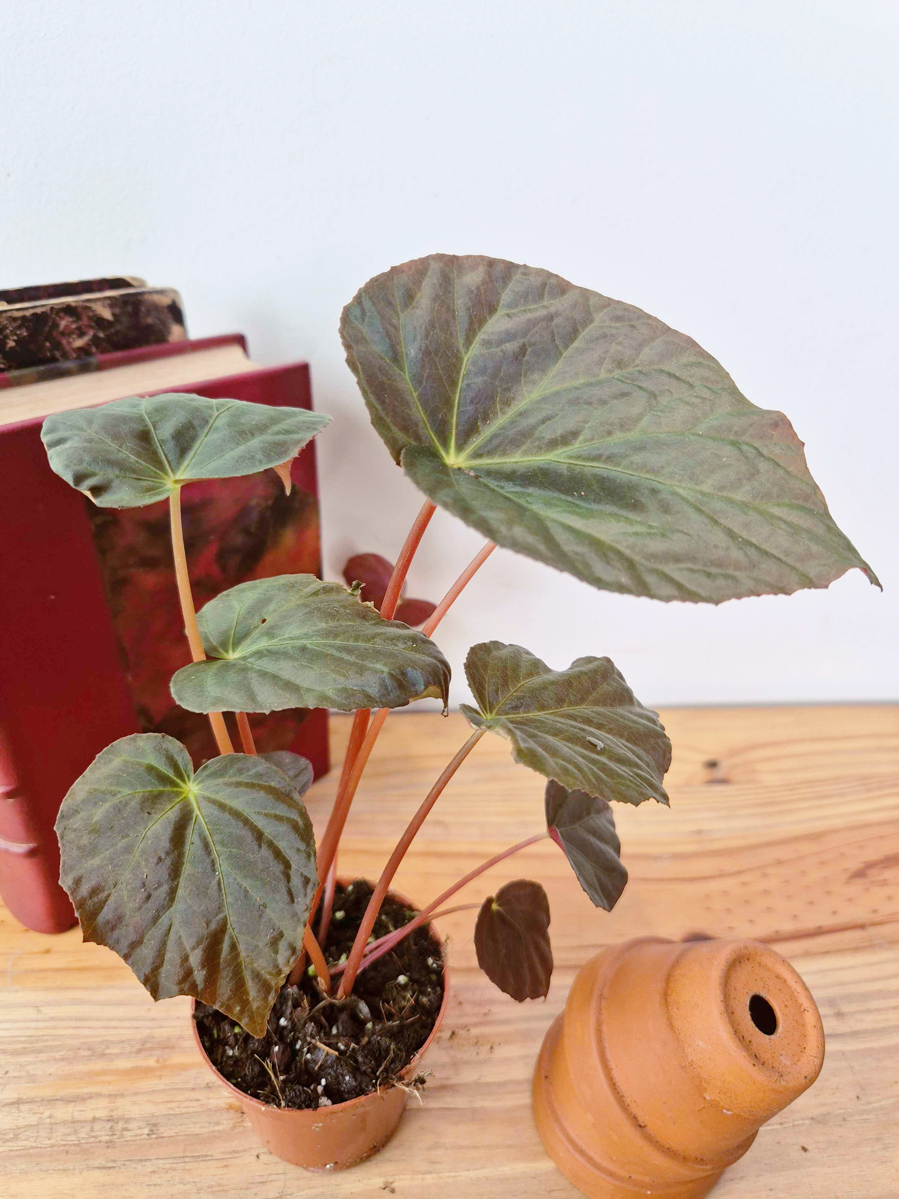 Begonia pavonina