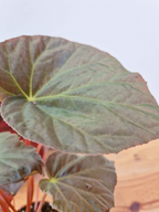 Begonia pavonina
