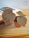 Begonia pavonina - Petite Taille