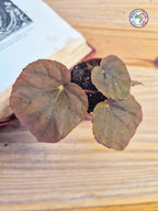 Begonia pavonina - Petite Taille