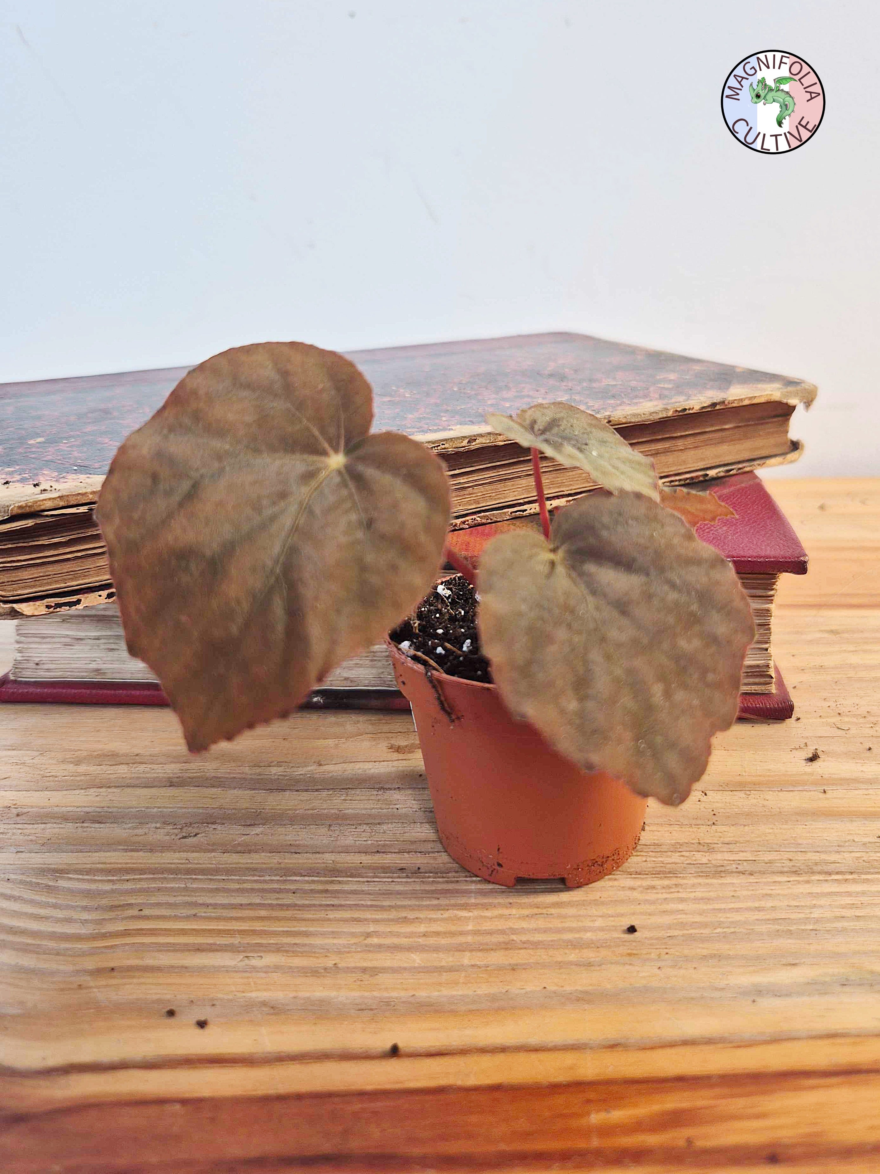 Begonia pavonina - Petite Taille