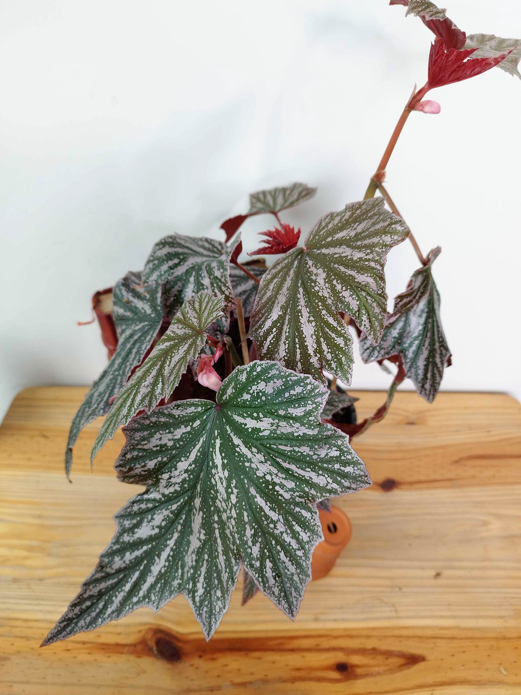 Begonia 'Pink Minx'