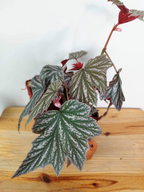 Begonia 'Pink Minx'