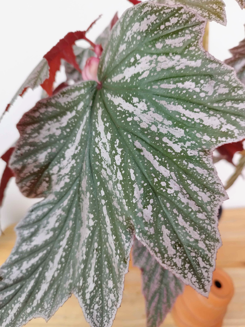 Begonia 'Pink Minx'