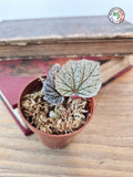 Begonia 'Pink Minx'