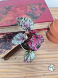 Begonia rex 'Maui Sunset'