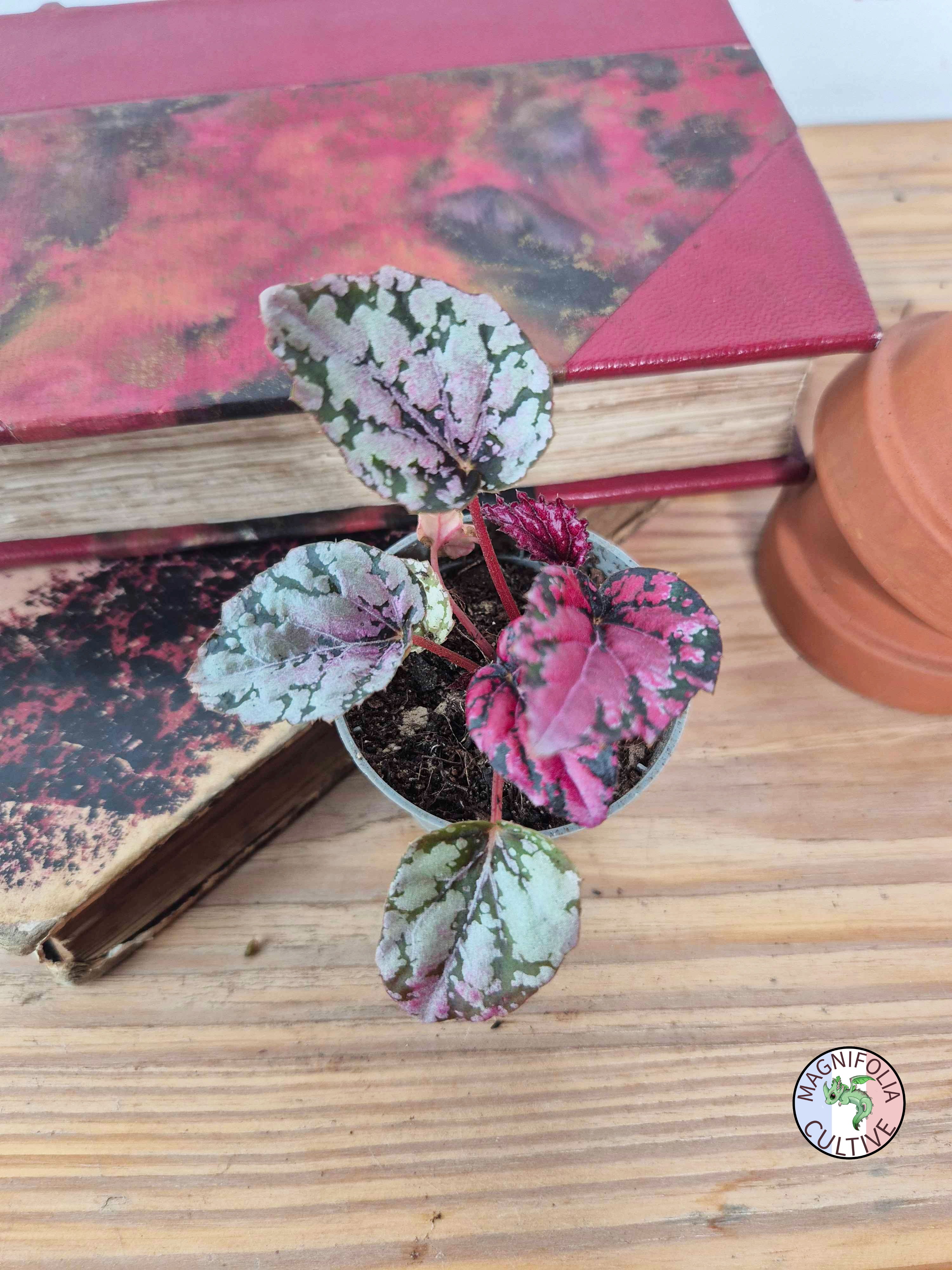 Begonia rex 'Maui Sunset'