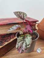 Begonia rex 'Maui Sunset'