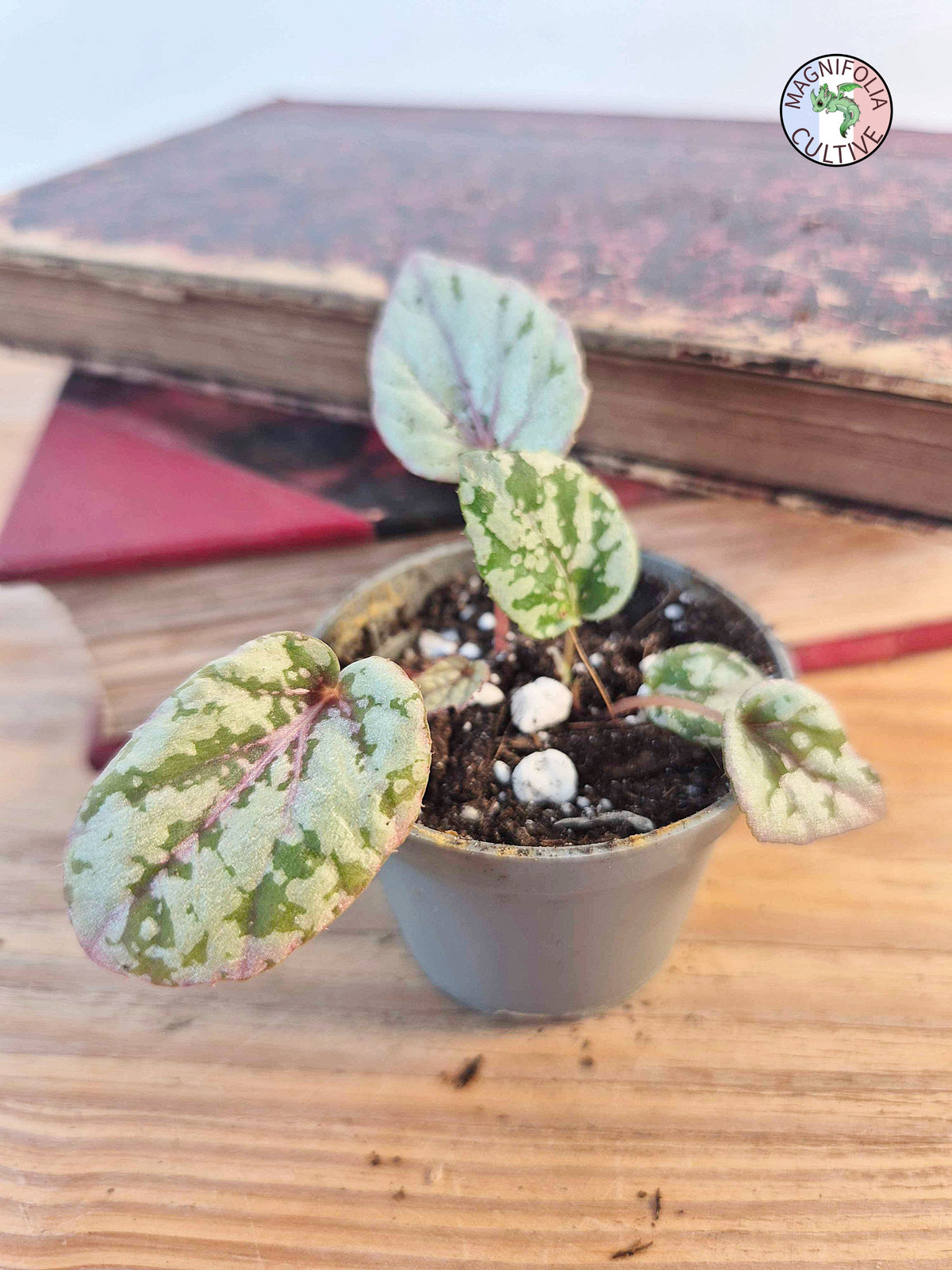 Begonia rex 'Maui Sunset'
