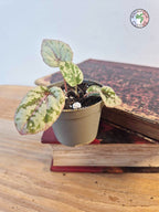 Begonia rex 'Maui Sunset'