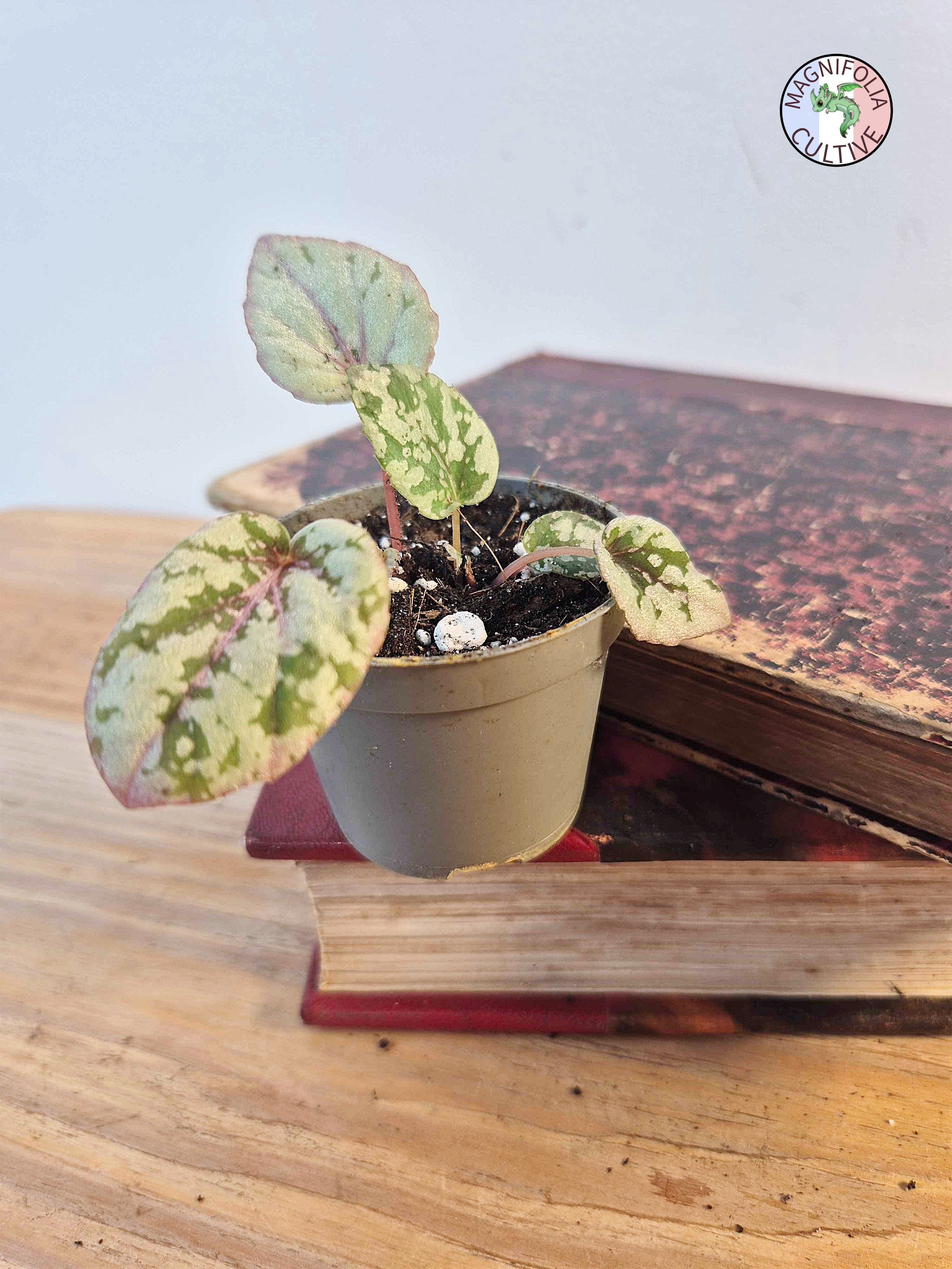 Begonia rex 'Maui Sunset'