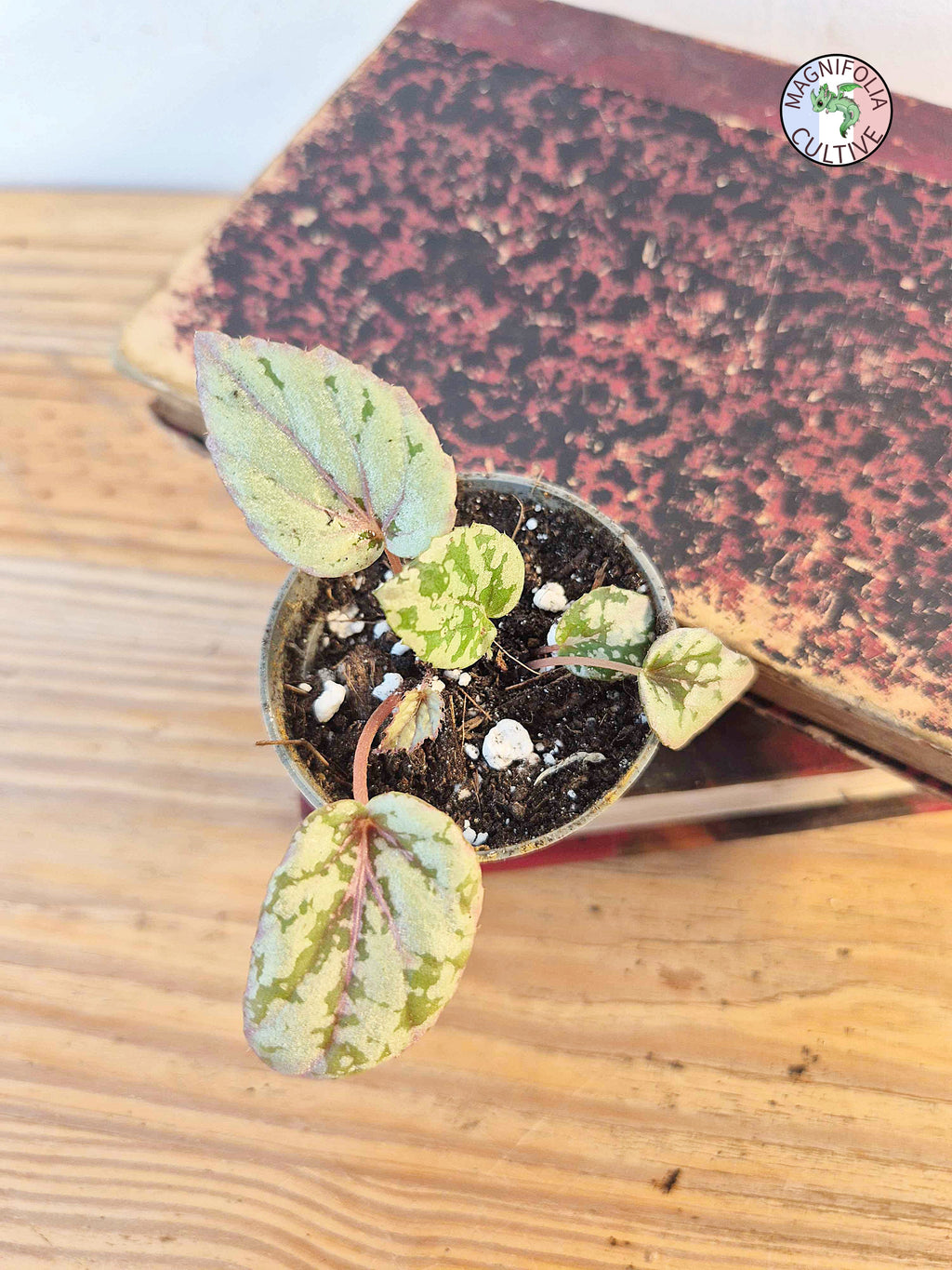 Begonia rex 'Maui Sunset'