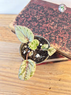 Begonia rex 'Maui Sunset'