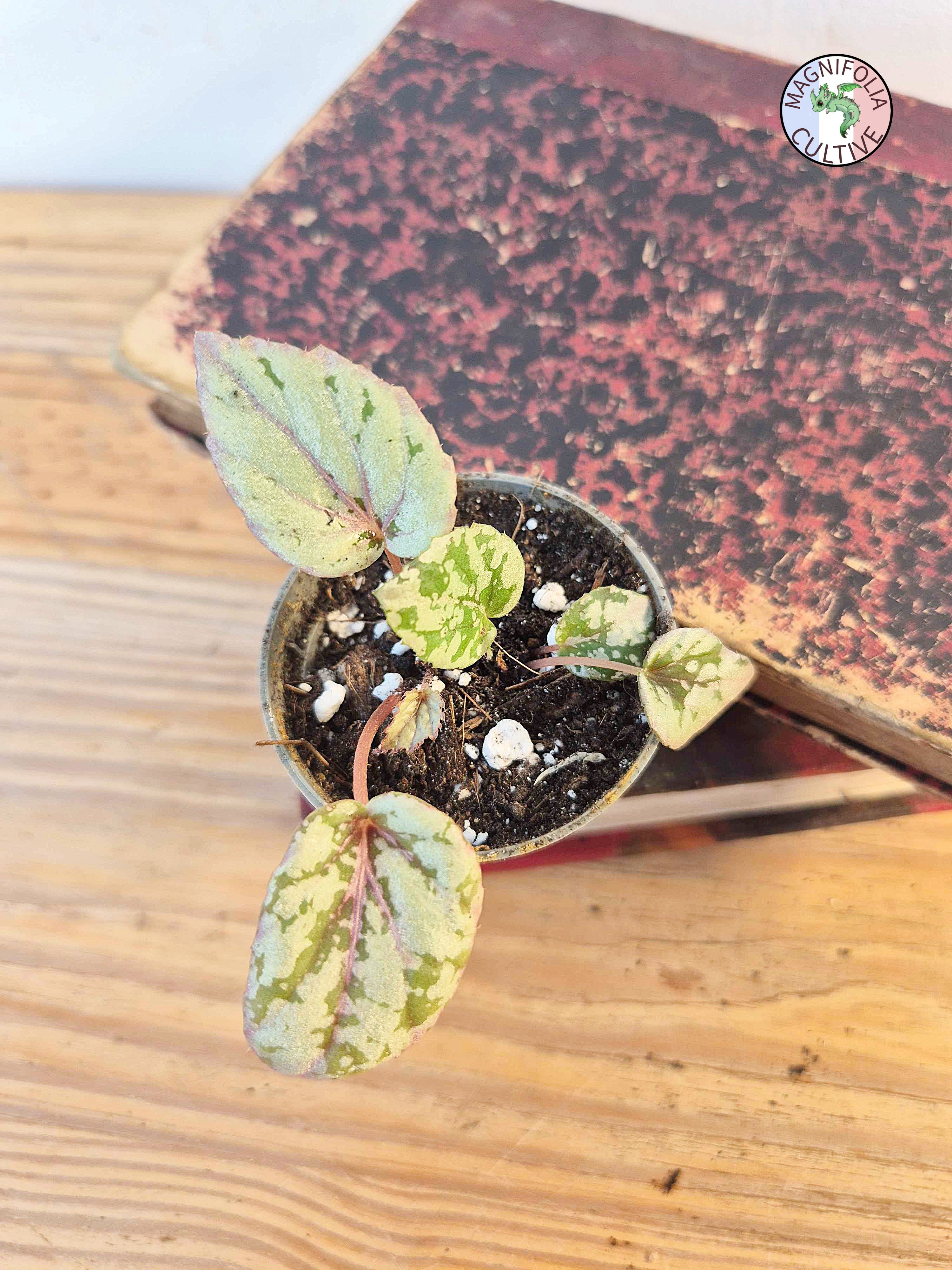 Begonia rex 'Maui Sunset'