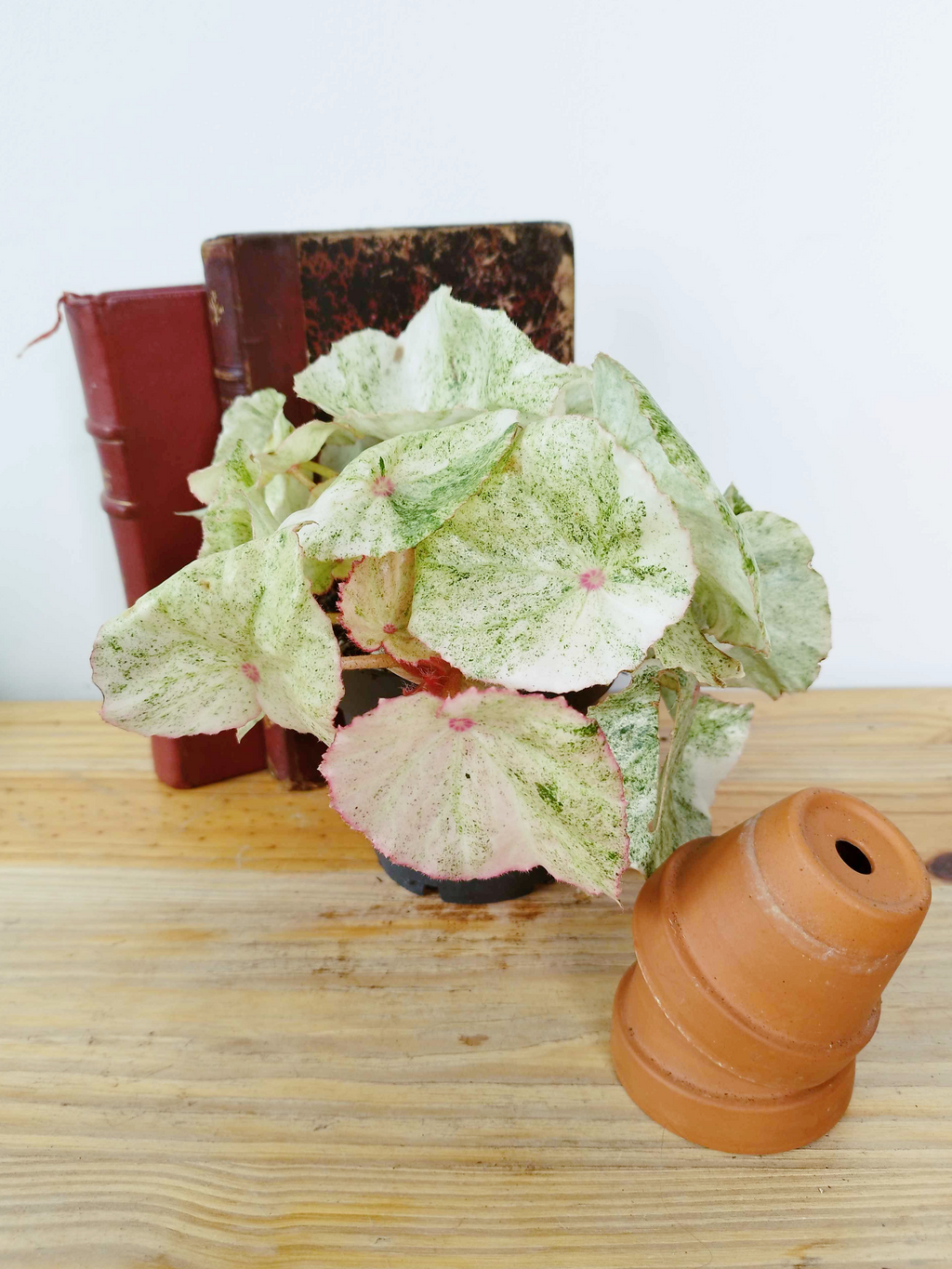 Begonia 'Rouge Variegata Ultra'