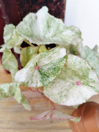 Begonia 'Rouge Variegata Ultra'