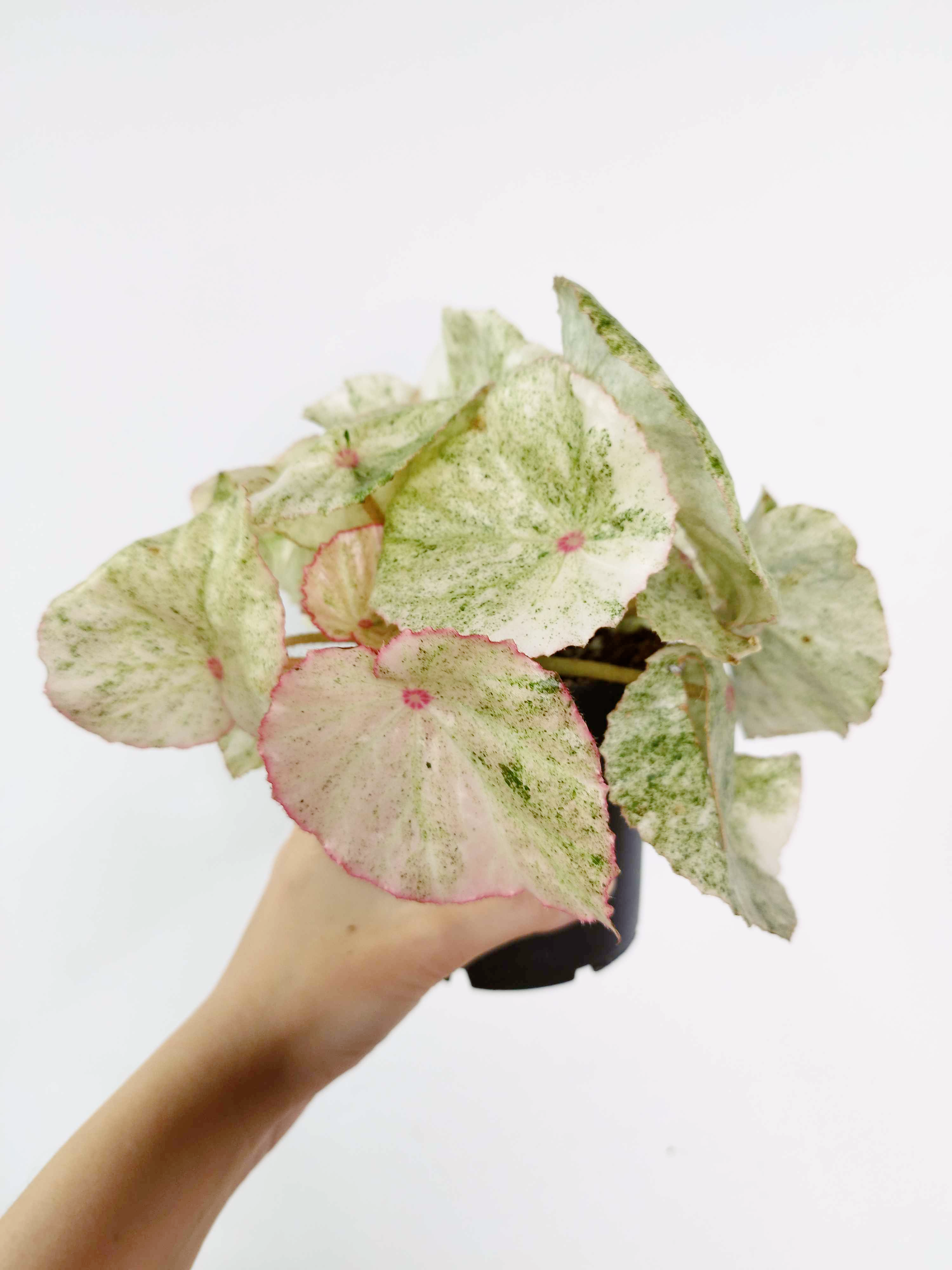 Begonia 'Rouge Variegata Ultra'