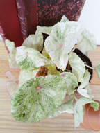 Begonia 'Rouge Variegata Ultra'