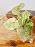 Begonia 'Rouge Variegata'