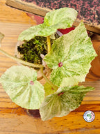 Begonia 'Rouge Variegata'