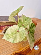 Begonia 'Rouge Variegata'
